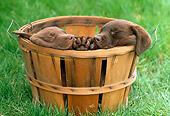 PUP 05 GR0047 01
Two Chocolate Labrador Retreiver Puppies Sleeping In Basket