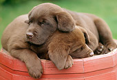 PUP 05 GR0049 01
Two Chocolate Labrador Retreiver Puppies Sleeping On Planter