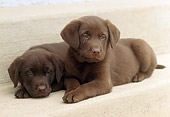 PUP 05 GR0055 01
Two Chocolate Labrador Retreiver Puppies Laying On Step