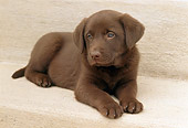 PUP 05 GR0056 01
Chocolate Labrador Retreiver Puppy Laying On Step