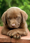 PUP 05 GR0058 01
Chocolate Labrador Retreiver Puppy Sleeping On Bench By Shrubs