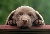 PUP 05 GR0059 01
Chocolate Labrador Retreiver Puppy Sleeping On Bench By Shrubs