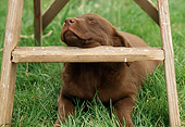 PUP 05 GR0061 01
Chocolate Labrador Retreiver Puppy Sleeping Under Ladder On Grass