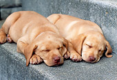 PUP 05 GR0062 01
Two Yellow Labrador Retreiver Puppies Sleeping On Step