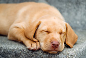 PUP 05 GR0063 01
Yellow Labrador Retreiver Puppie Sleeping On Step