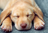 PUP 05 GR0064 01
Yellow Labrador Retreiver Puppie Sleeping On Step