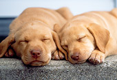 PUP 05 GR0065 01
Two Yellow Labrador Retreiver Puppies Sleeping On Step By Door