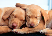 PUP 05 GR0066 01
Two Yellow Labrador Retreiver Puppies Sleeping On Step By Door