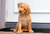 PUP 05 GR0068 01
Yellow Labrador Retreiver Puppy Sitting On Porch By Door