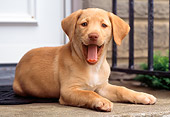 PUP 05 GR0069 01
Yellow Labrador Retreiver Puppy Laying On Porch By Door