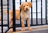 PUP 05 GR0073 01
Yellow Labrador Retreiver Puppy Standing On Porch Between Railing
