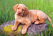 PUP 05 GR0074 01
Yellow Labrador Retreiver Puppy Laying On Rock In Field