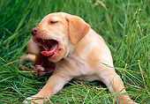 PUP 05 GR0076 01
Yellow Labrador Retreiver Puppy Laying In Field