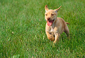 PUP 05 GR0085 01
Yellow Labrador Retreiver Puppy Running On Grass