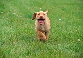 PUP 05 GR0086 01
Yellow Labrador Retreiver Puppy Running On Grass