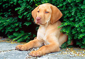 PUP 05 GR0089 01
Yellow Labrador Retreiver Puppy Laying Under Shrub