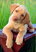 PUP 05 GR0100 01
Yellow Labrador Retreiver Puppy Laying On Bench In Field
