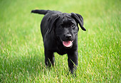 PUP 05 GR0102 01
Black Labrador Retreiver Puppy Walking On Grass