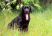 PUP 05 GR0109 01
Black Labrador Retreiver Puppy Sitting On Grass By Shrub