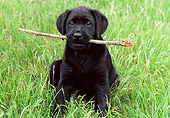 PUP 05 GR0113 01
Black Labrador Retreiver Puppy Sitting In Field Holding Stick In Mouth