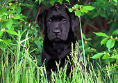 PUP 05 GR0114 01
Black Labrador Retreiver Puppy Sitting In Grass Under Shrub