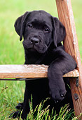 PUP 05 GR0119 01
Black Labrador Retreiver Puppy Sitting Under Ladder On Grass