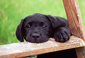 PUP 05 GR0120 01
Black Labrador Retreiver Puppy Chewing Ladder On Grass