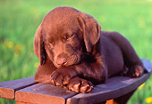 PUP 05 GR0132 01
Chocolate Labrador Retreiver Puppy Sleeping On Bench
