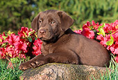 PUP 05 GR0134 01
Chocolate Labrador Retreiver Puppy Laying On Rock By Red Flowers