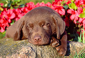 PUP 05 GR0135 01
Chocolate Labrador Retreiver Puppy Sleeping On Rock By Red Flowers