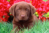 PUP 05 GR0136 01
Chocolate Labrador Retreiver Puppy Laying On Grass By Red Flowers