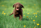 PUP 05 GR0147 01
Chocolate Labrador Retreiver Puppy Running On Grass By Dandelions