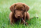 PUP 05 GR0150 01
Chocolate Labrador Retreiver Puppy Laying On Grass Chewing Stick