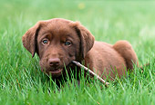PUP 05 GR0151 01
Chocolate Labrador Retreiver Puppy Laying On Grass Chewing Stick