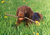 PUP 05 GR0152 01
Chocolate Labrador Retreiver Puppy Laying On Grass Chewing Stick