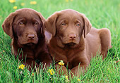 PUP 05 GR0156 01
Two Chocolate Labrador Retreiver Puppies Laying On Grass By Dandelions
