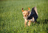 PUP 05 GR0160 01
Yellow Labrador Retriever Puppy Running Through Field Carrying Rag