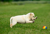 PUP 05 KH0001 01
Yellow Labrador Retriever Puppy Playing With Ball In Field