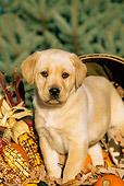 PUP 05 LS0002 01
Yellow Labrador Retriever Puppy Standing By Basket And Corn