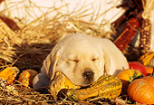 PUP 05 LS0003 01
Yellow Labrador Retriever Puppy Sleeping On Gourds And Hay
