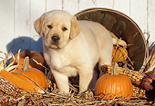 PUP 05 LS0006 01
Yellow Labrador Retriever Puppy Standing By Basket Pumpkin And Corn