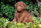 PUP 05 LS0007 01
Chesapeake Bay Retriever Puppy Sitting Among Foliage