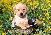 PUP 05 LS0008 01
Yellow Labrador Retriever Puppy Sitting With Duck Decoy In Field