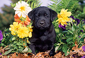 PUP 05 LS0012 01
Black Labrador Retriever Puppy Sitting On Leaves By Flowers