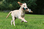 PUP 05 NR0023 01
Yellow Labrador Retriever Puppy Running In Grass Carrying Toy