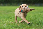 PUP 05 NR0024 01
Yellow Labrador Retriever Puppy Running In Grass Carrying Toy