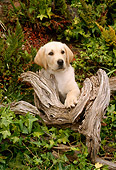 PUP 05 RC0001 01
Portrait Of Yellow Labrador Retriever Puppy Sitting On Log Among Foliage