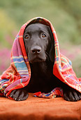 PUP 05 RC0002 01
Portrait Of Black Labrador Retriever Puppy Laying On Table Under Red Striped Cloth