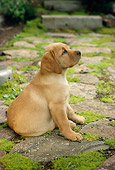 PUP 05 RC0003 01
Portrait Of Yellow Labrador Retriever Puppy Sitting On Stone Path