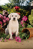 PUP 05 RC0005 01
Portrait Of Yellow Labrador Retriever Puppy Sitting By Knocked-Over Flower Pot